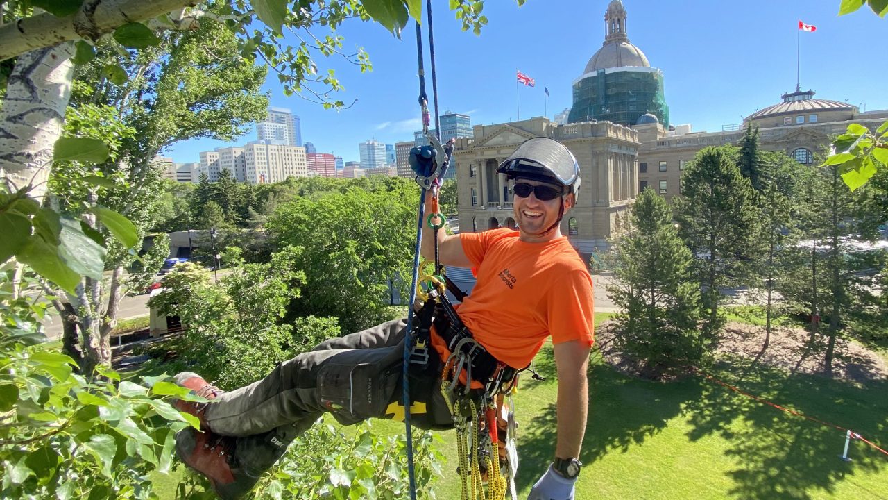 Professional Tree Removal Service in Manassas VA You Can Trust