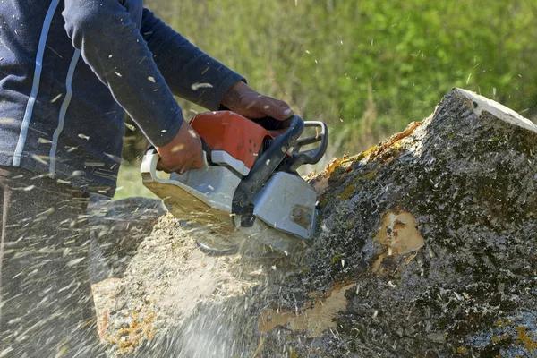 Affordable Tree Service in Springfield IL for Your Outdoor Needs